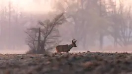 Kozioł to nie ma lekko