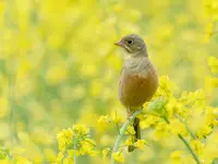 Ortolan na żółtym 