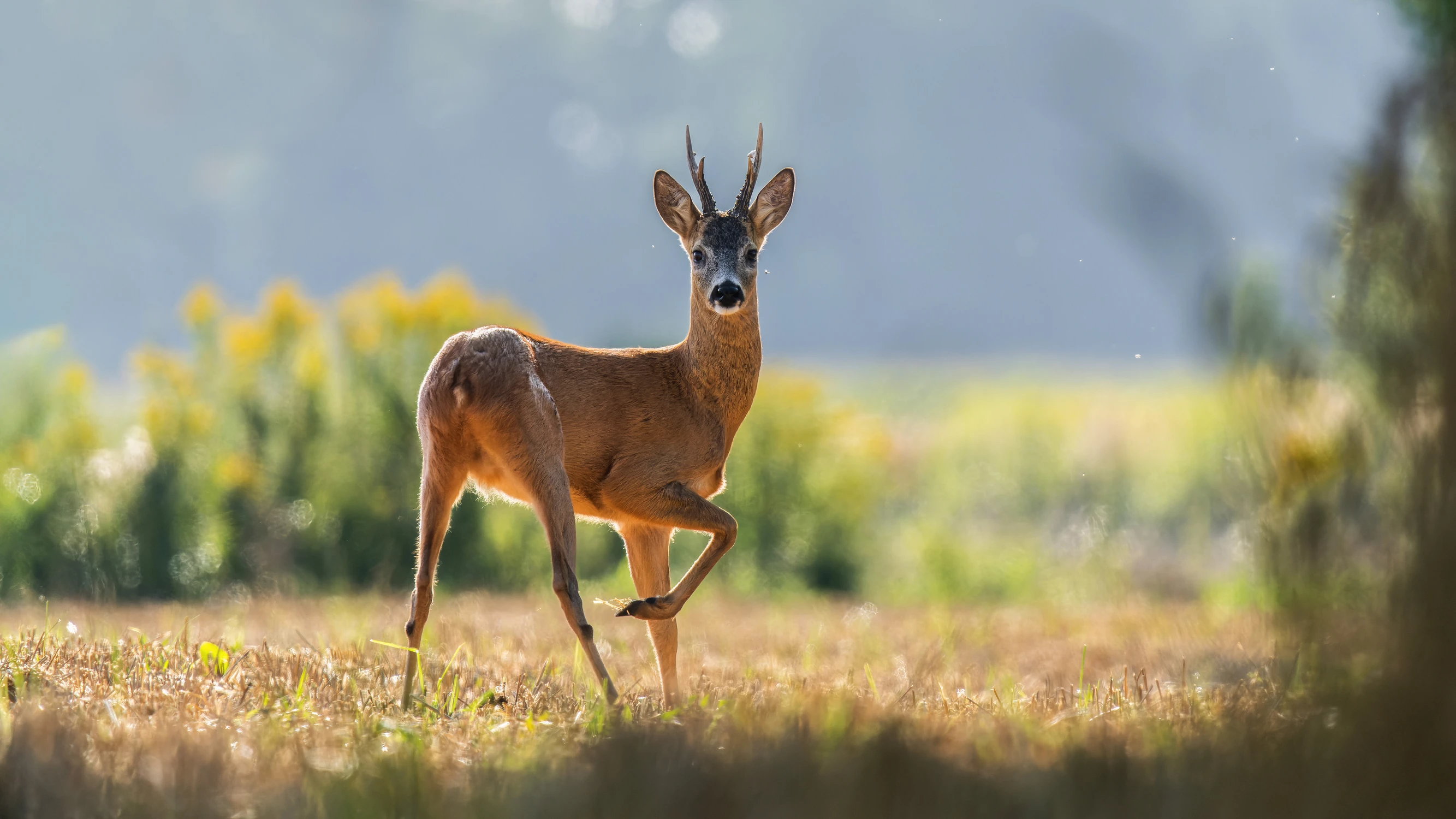 A teraz z nóżką 