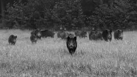 Nie ma co się zastanawiać, trzeba s ....