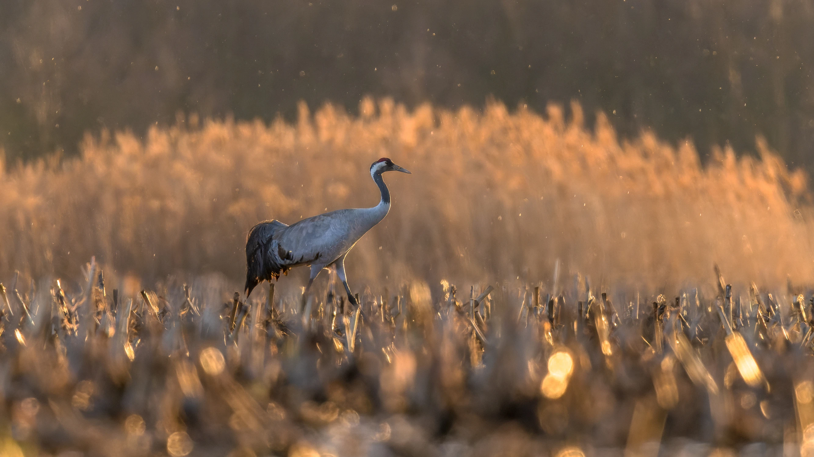 Paskudne ściernisko kukurydzy