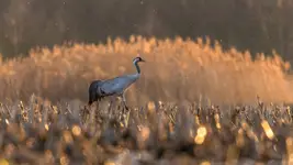Paskudne ściernisko kukurydzy