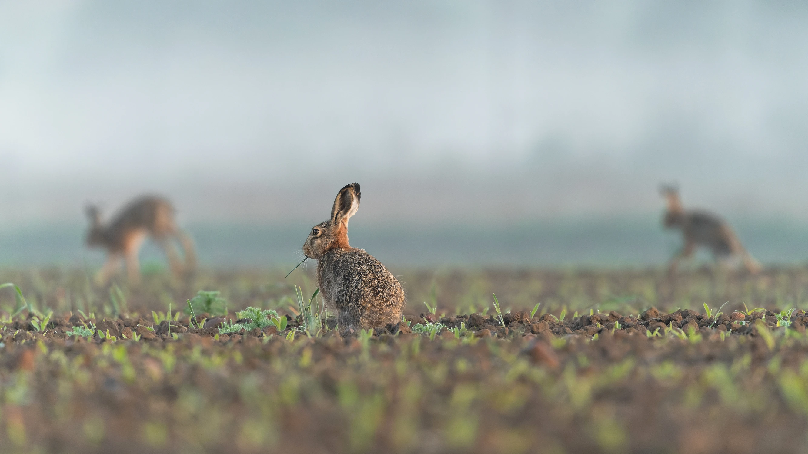 Obcy są wszędzie 