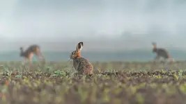 Obcy są wszędzie 