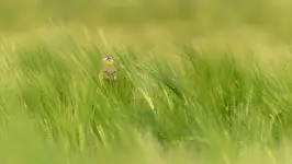 Zółte na zielonym 