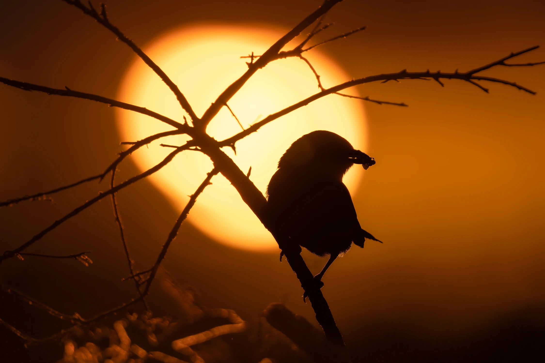 Kolacja dla bąbelka