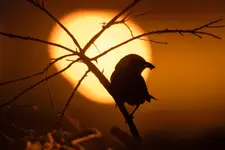 Kolacja dla bąbelka