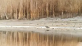 MInimal z kropelką