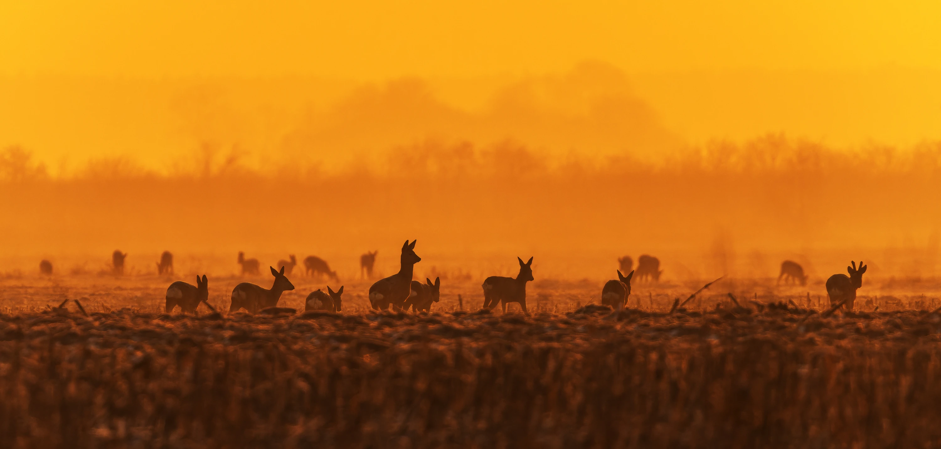 Rząd piewrszy, rząd drugi 