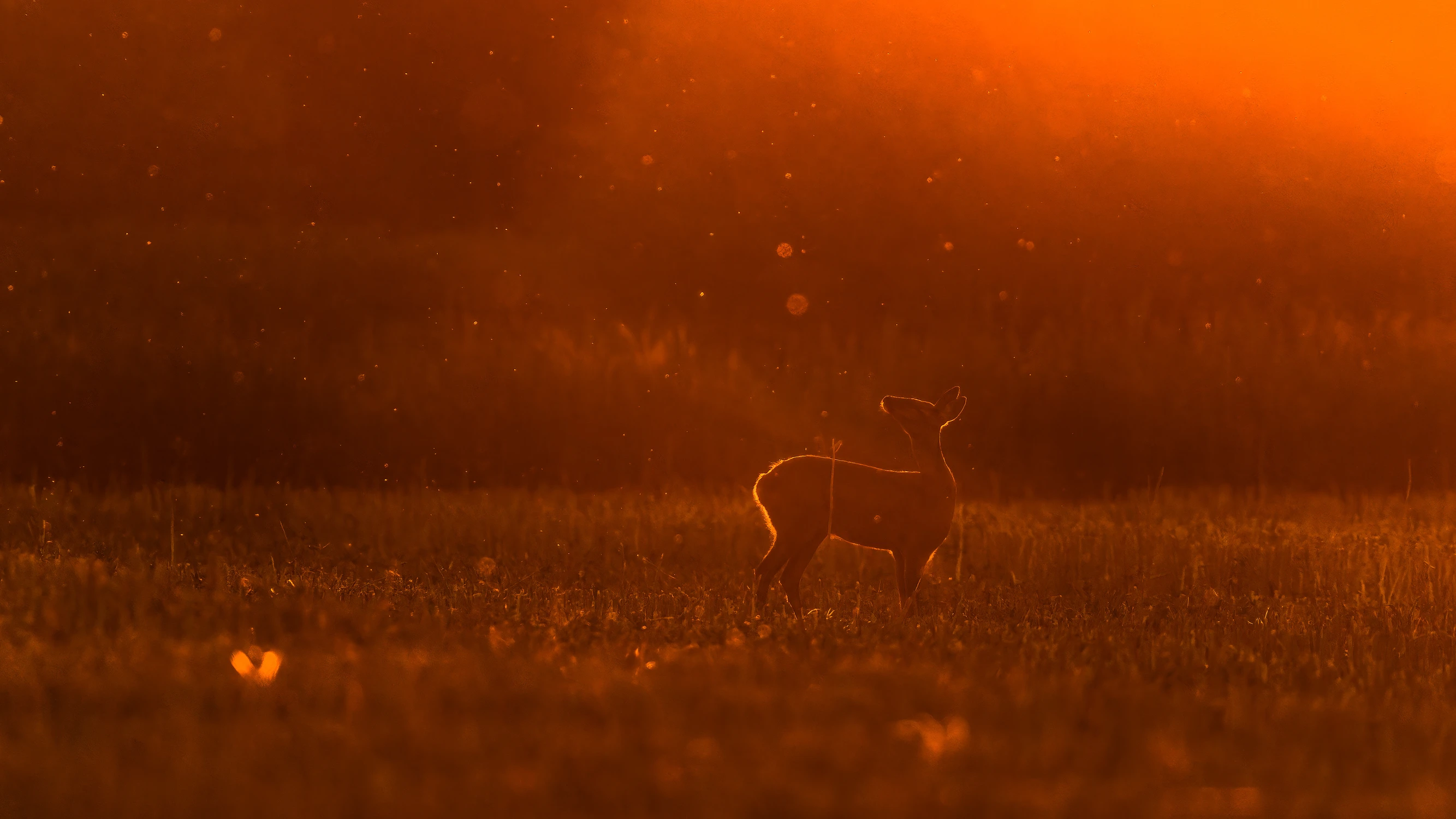 Poza nr 7 z łodygą 