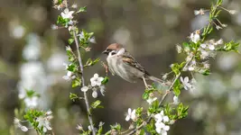 Z kwiatka na kwiatek