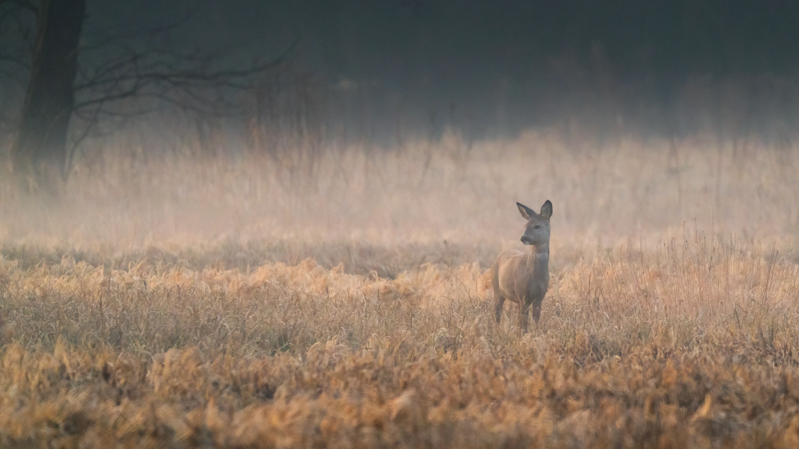 Prawie dopełniające