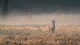 Prawie dopełniające