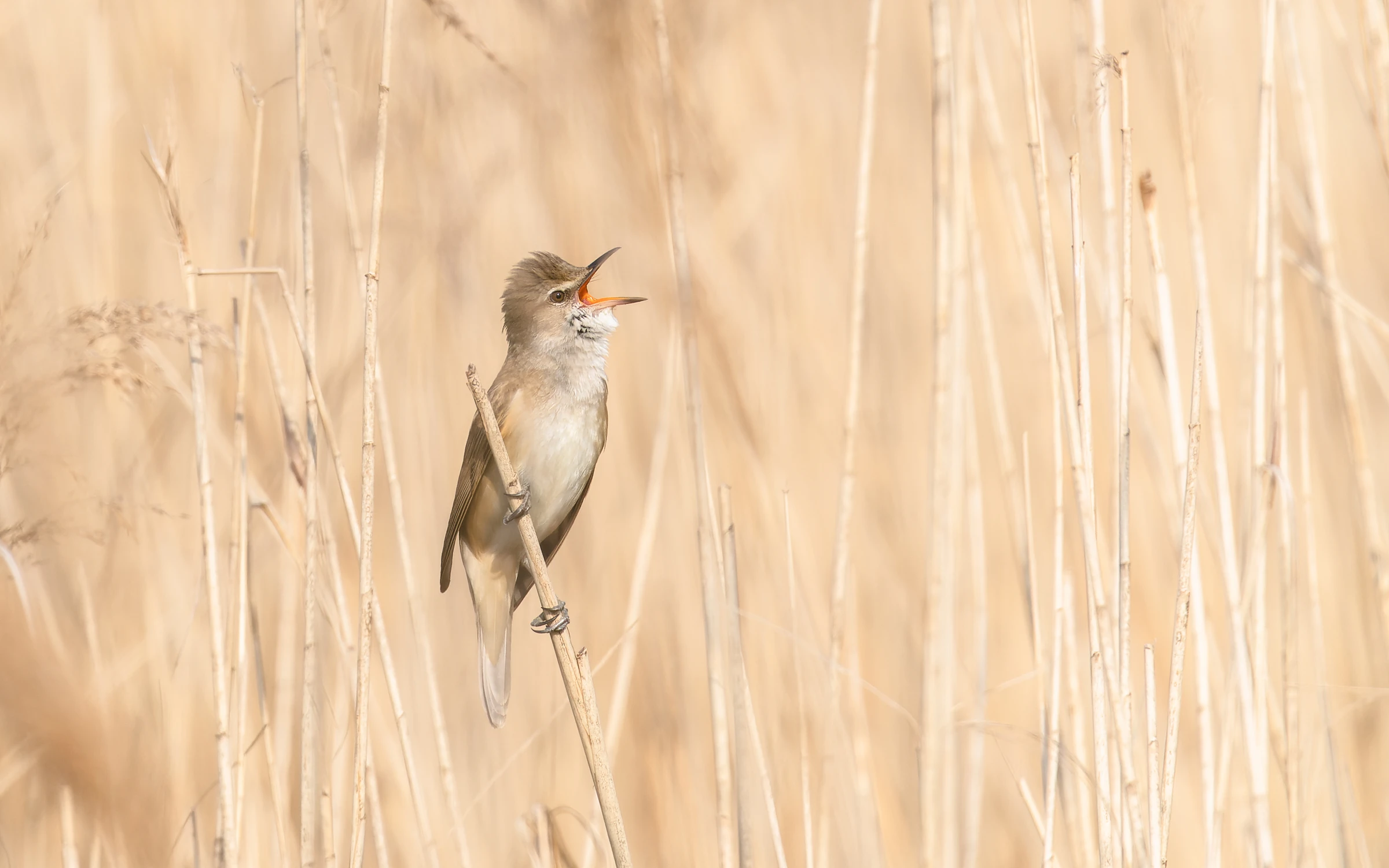 Śpiewać każdy może ...