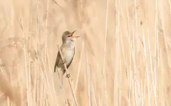 Śpiewać każdy może ...