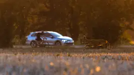 Sarnio-drogowa scenka rodzajowa