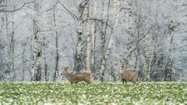 Niby panie, a nieładne zachowanie 