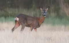 Kozioł wieczorową porą