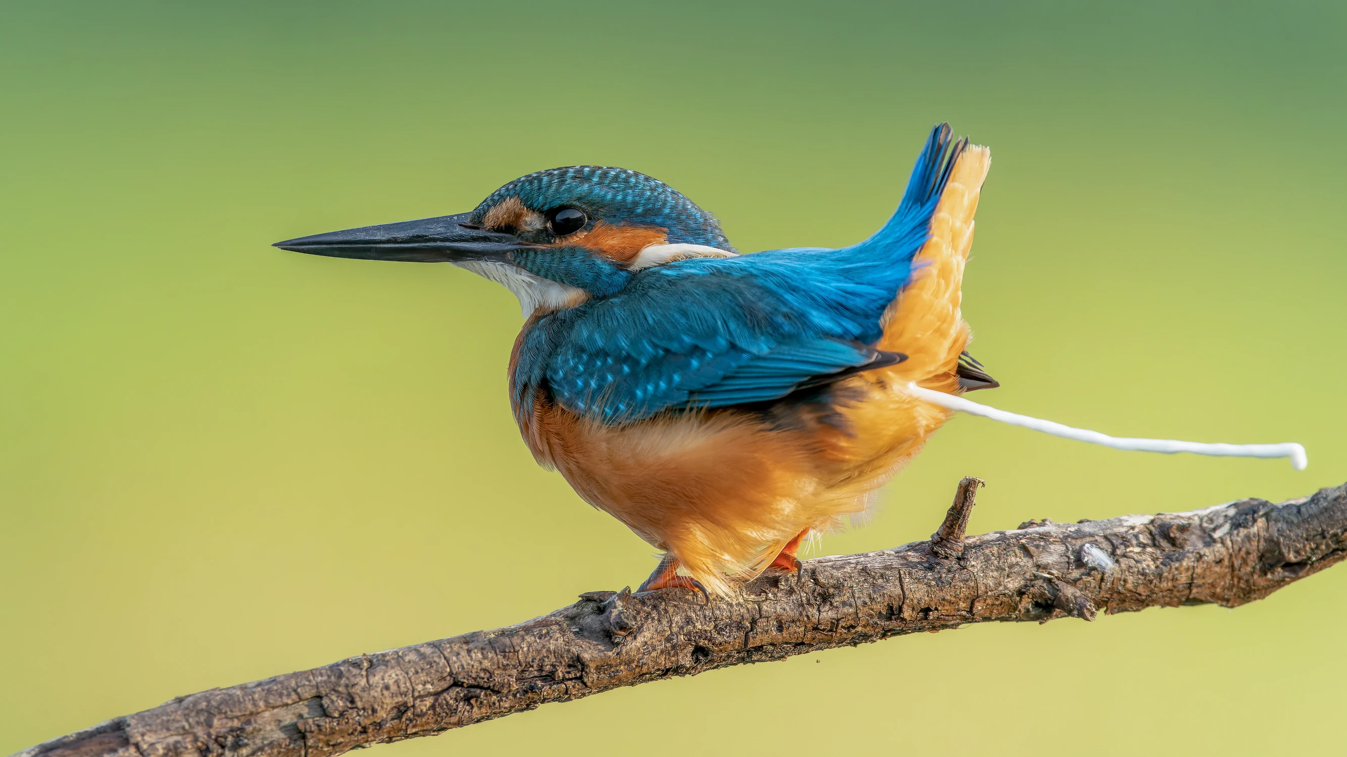 Migawka z Forrest Gump