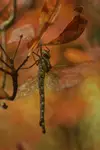 Where the Dragonfly Waits