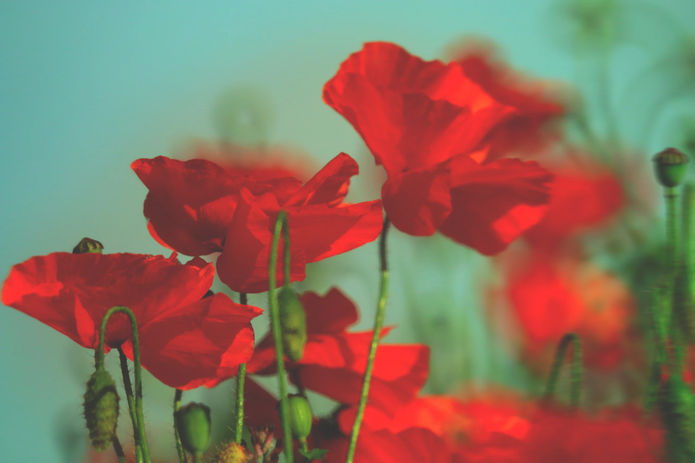 I Want To Know What Love Is