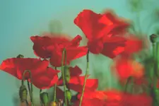 I Want To Know What Love Is