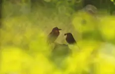 Czasem w ciszy słyszę jak śpiewasz...