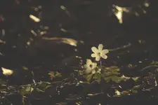 Zbieram dowody istnienia...