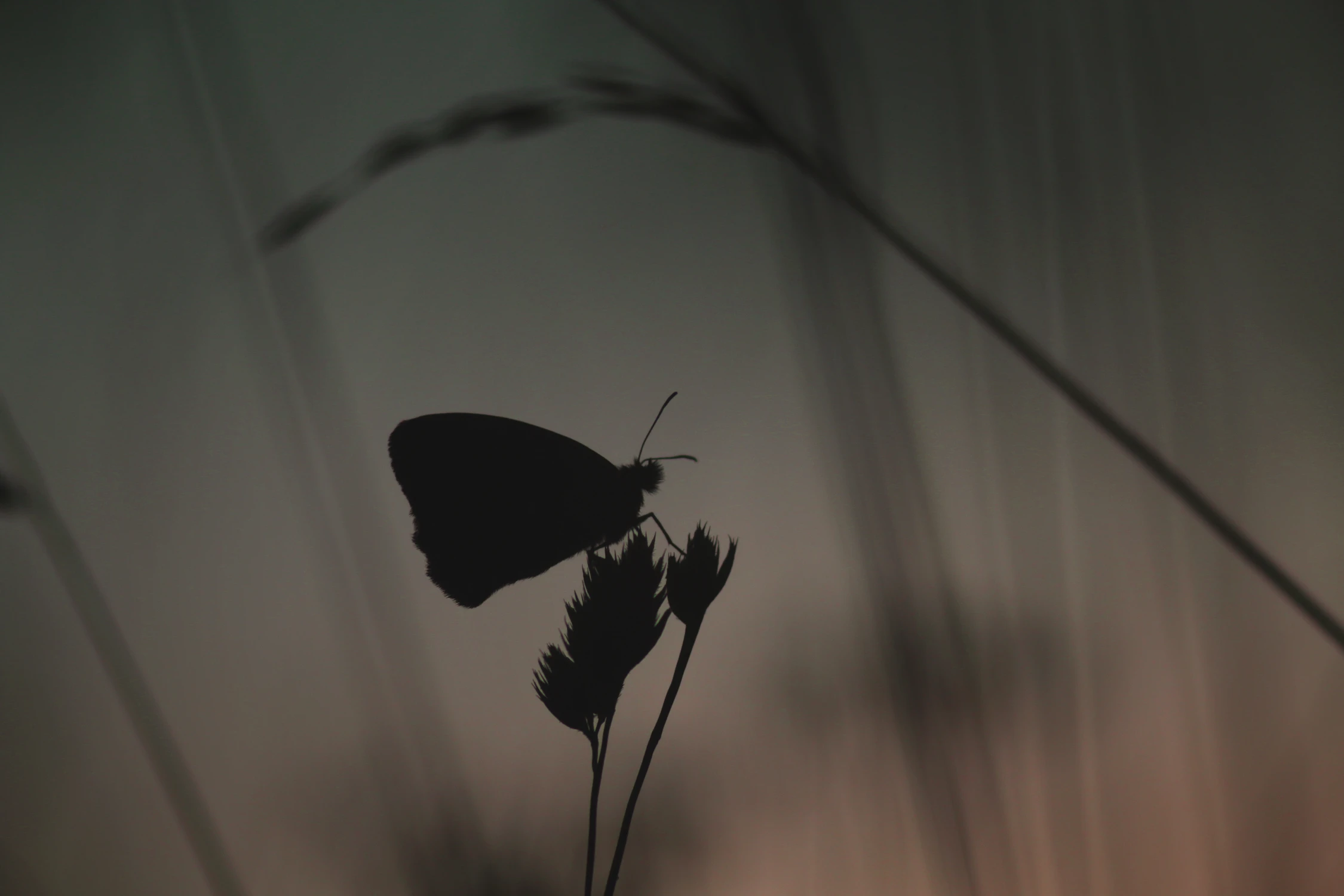 Varius Manx - Vale of tears