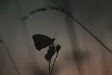 Varius Manx - Vale of tears