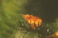 Love is in the air...