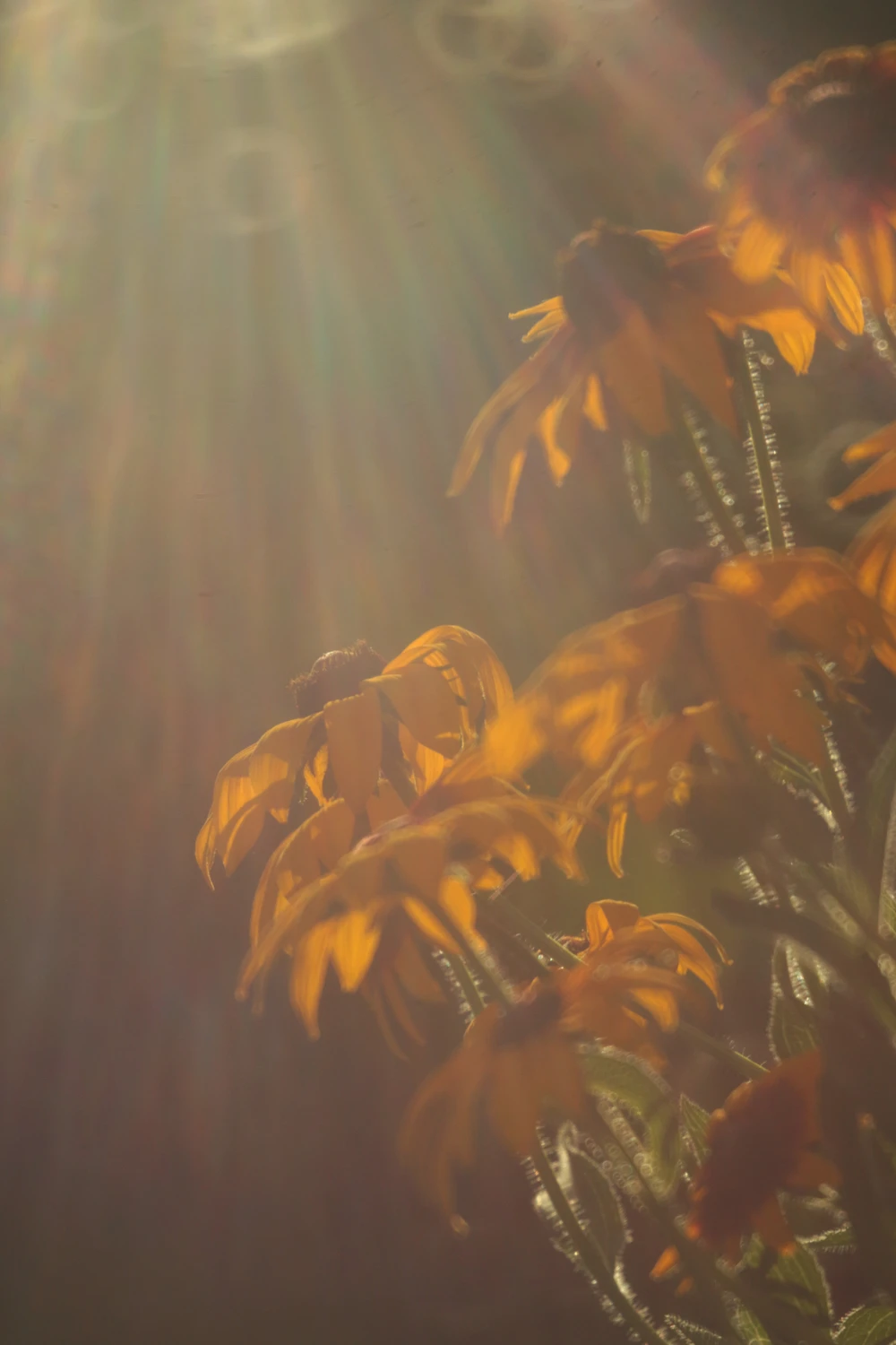 Rudbekia