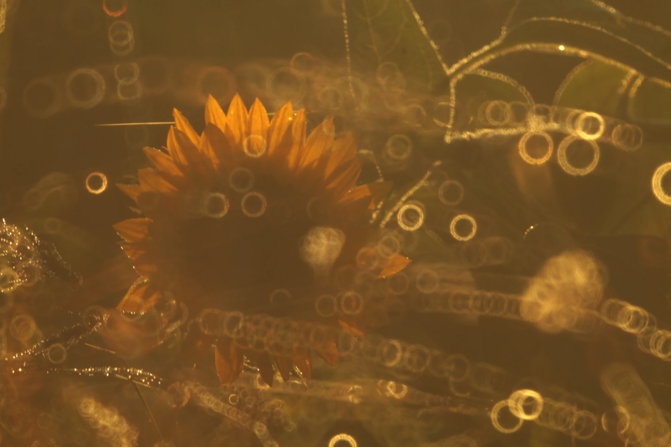 Z szuflady pachnącej odchodzącym latem