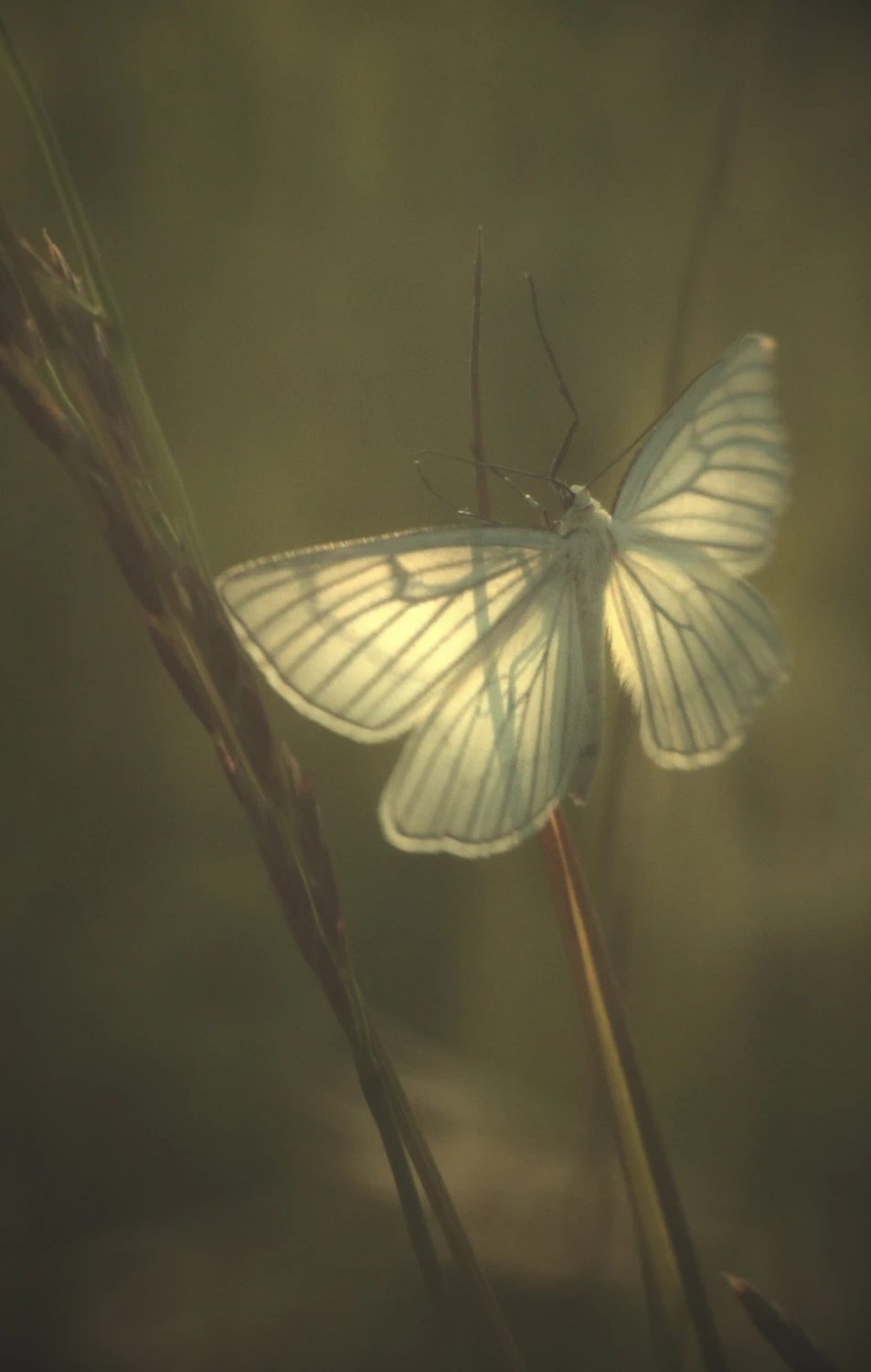 Duchu, widzę że, tam stoisz...