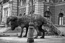 Halo... widzę duże zwierzę...