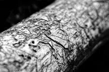 nasz artysta - kornik