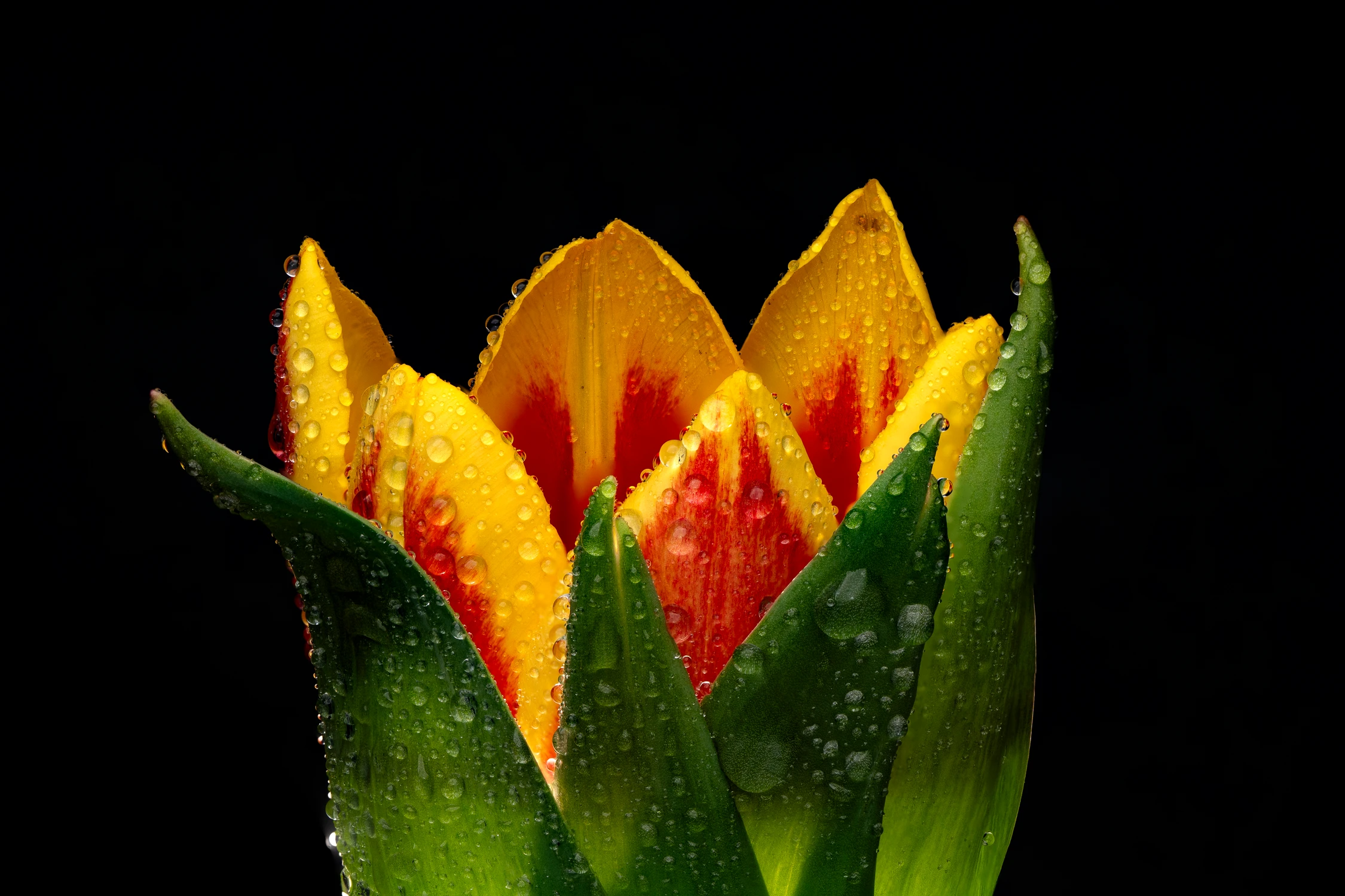 pan tulipan