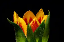 pan tulipan