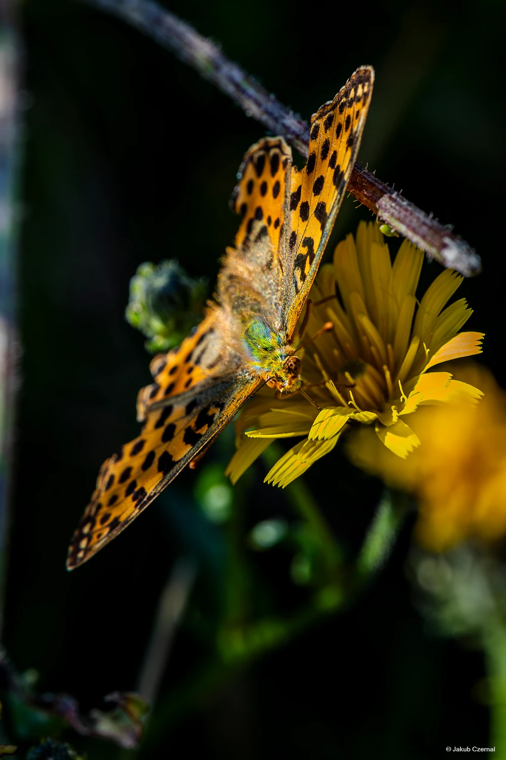 Dostojka latonia, (Issoria lathonia)