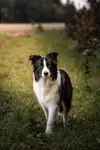 pieseł