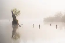 Siła ntury