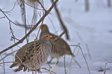 Kuropatwy środowiskowo