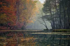 Las i staw Jesienią