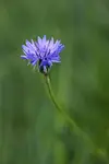 Kwiatek