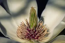 magnolia