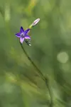 Kwiatek