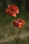 kwiatki