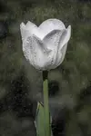 kwiatek