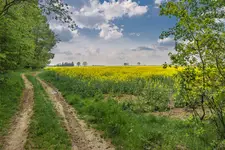 widoczek