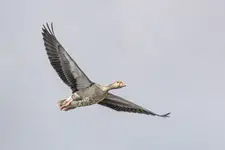 Królowa przestworzy